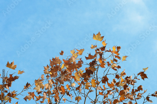 maple tree and blue sky