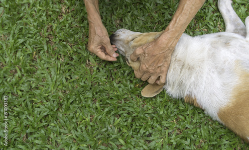 old man finding tick for his dog.