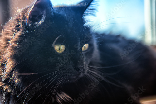 Fototapeta Naklejka Na Ścianę i Meble -  black furry cat