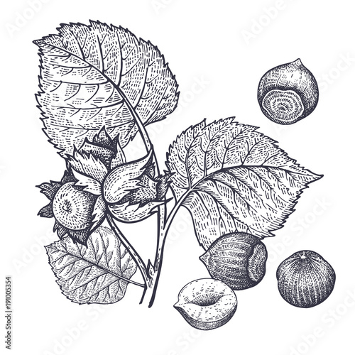 Hazelnuts nuts vintage engraving.