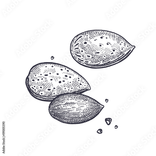 Almond nuts vintage engraving.