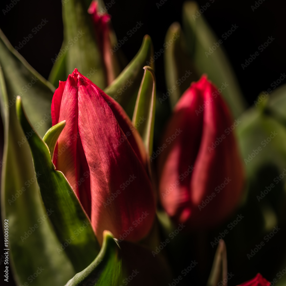 Naklejka premium Makro rote Tulpen