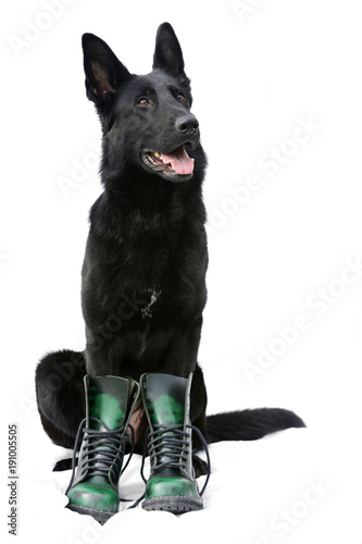 Czarny owczarek niemiecki, pies w butach