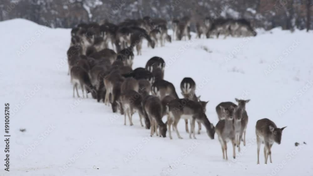 Deer feed in the winter. A large group of fallow deer in the snow are looking for food Deer feed in the winter. A large group of fallow deer in the snow are looking for food