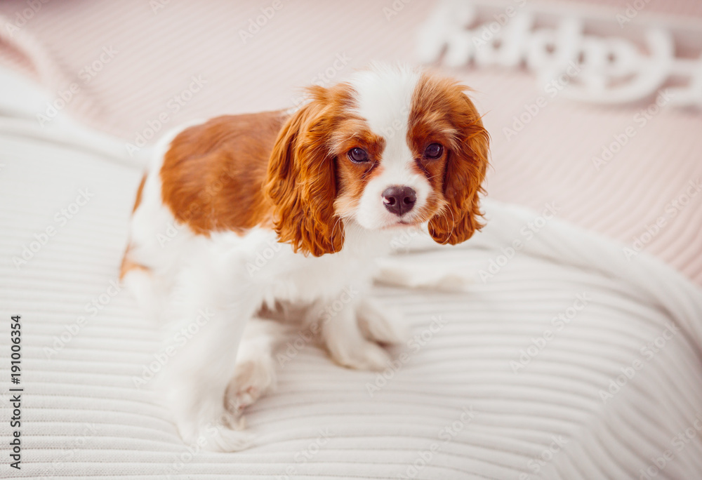 Cavalier King Charles Spaniel puppy sits on the white blanket