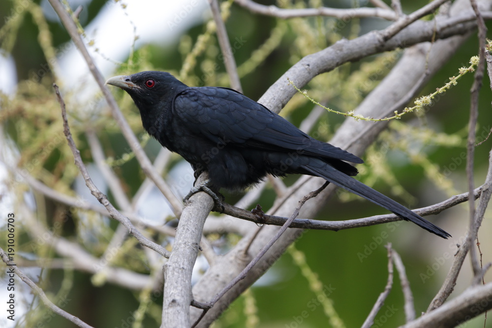 Male Koyal (cuckoo) Male Koyal (cuckoo)