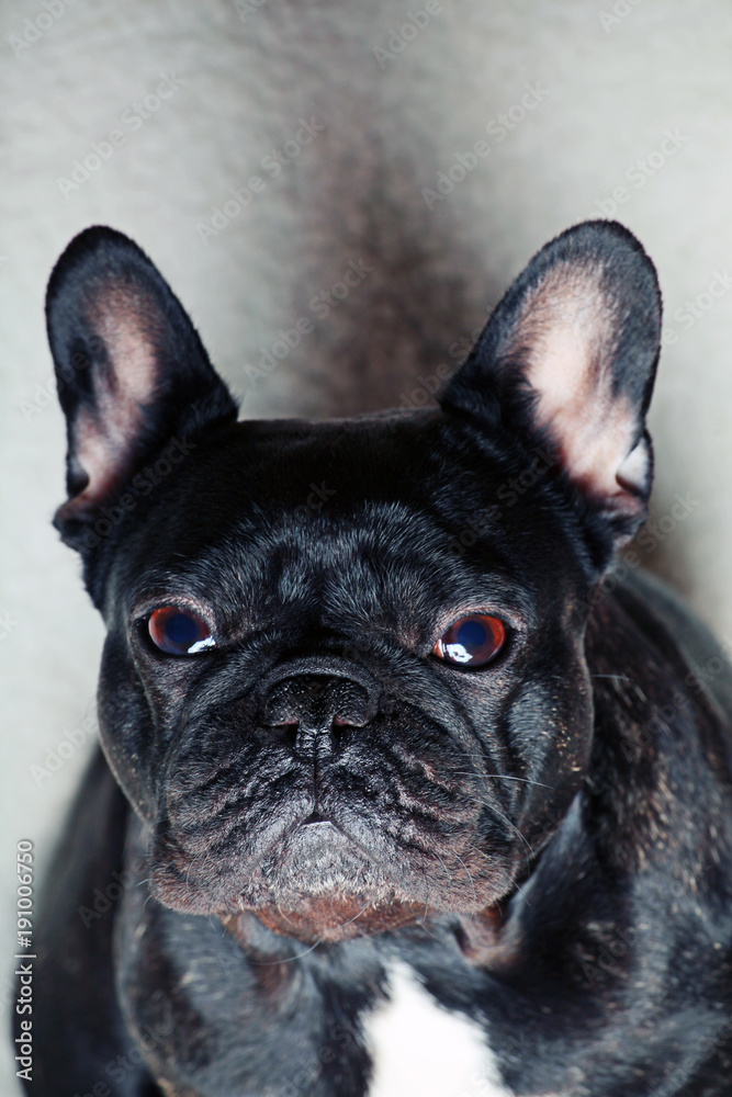 French Bulldog Portrait 