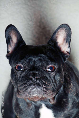 French Bulldog Portrait  © jonicartoon