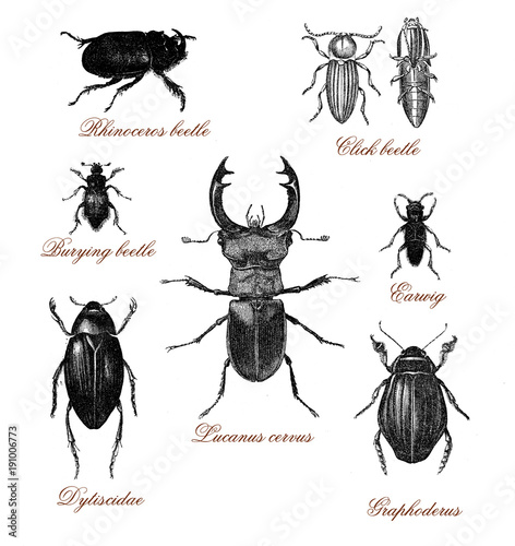 Vintage illustration table  with different kind of beetles photo