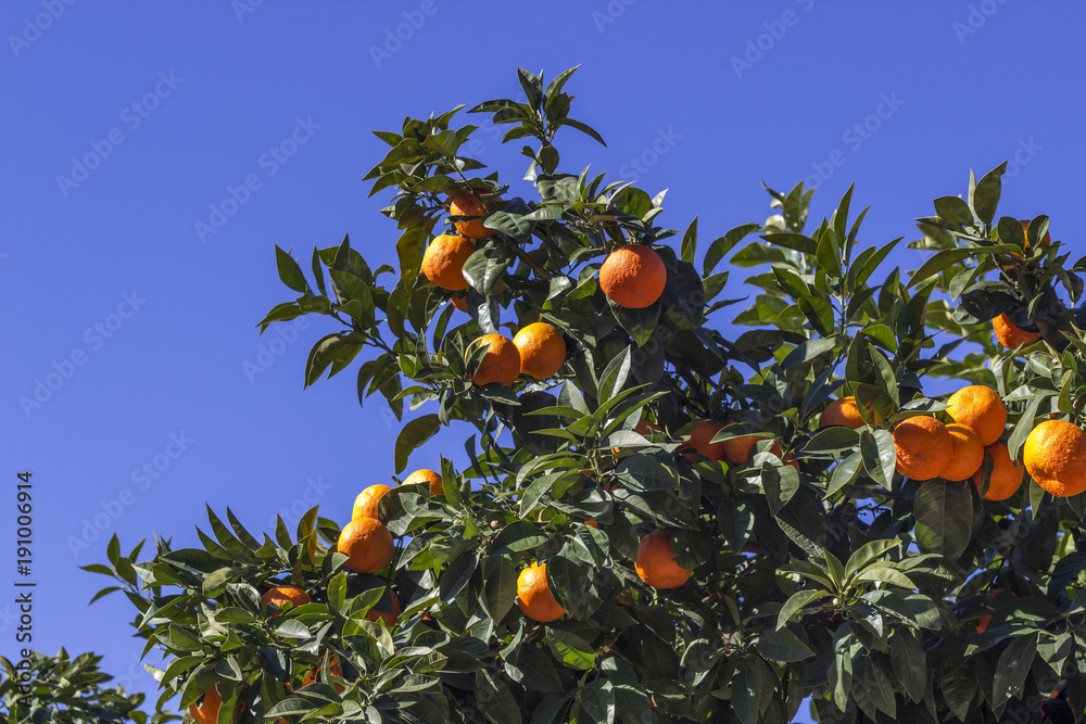Close-up shot colorful orange tree