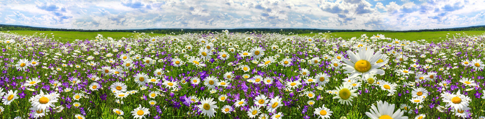 Wandcirkels Lente Bloeiende weide met lentebloemen panorama  © yanikap