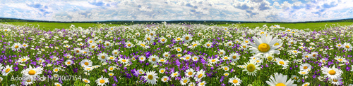 spring landscape panorama with flowering flowers on meadow © yanikap