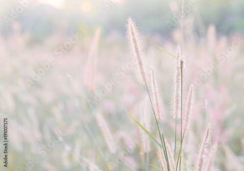 Grass flower in soft focus and blurred with vintage style for background © Chris