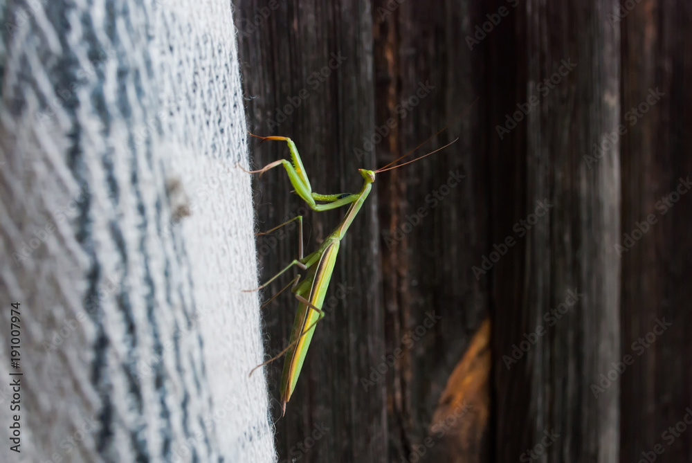 green praying mantis on a wooden background, macro, green praying mantis on a wooden background, macro,