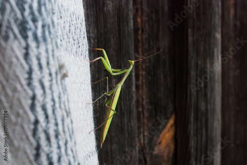 green praying mantis on a wooden background, macro, photo