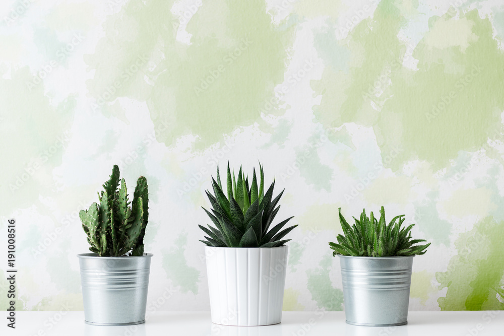 Collection of various cactus and succulent plants in different pots. Potted cactus house plants on white shelf against unusual design wall.