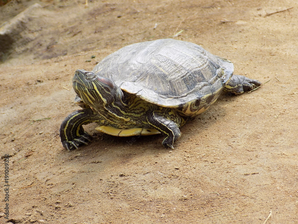 Obraz premium turtles