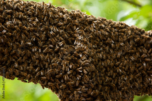 Bienenschwarm an einem Baum photo