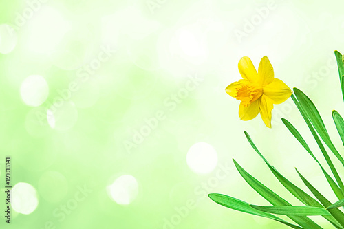 Fototapeta Naklejka Na Ścianę i Meble -  Nature spring background with Yellow flowers daffodils