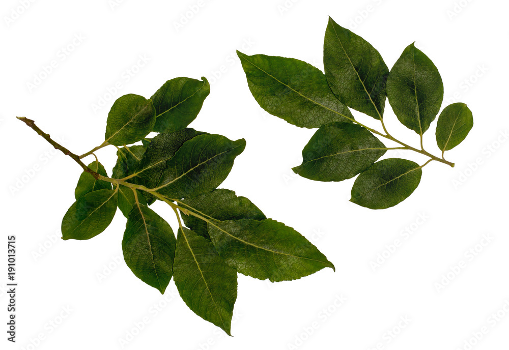 Poplar leaves, poplar larrity, the tops of the shoots with leaves, leaves on a white background Poplar leaves, poplar larrity, the tops of the shoots with leaves, leaves on a white background