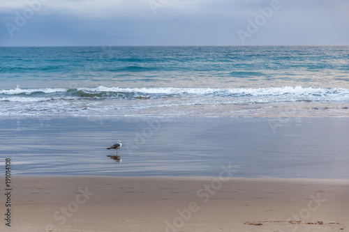 A seagull is standing on the sand on the ocean, at sunset. Beautiful seascape