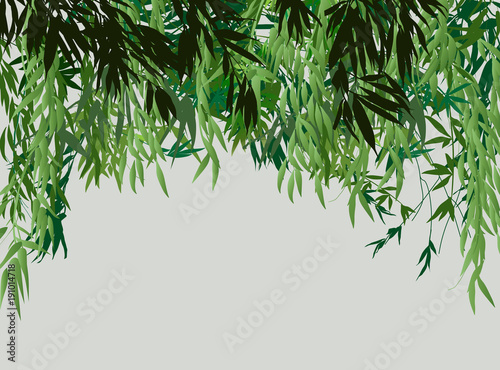 lush green bamboo bush on light background