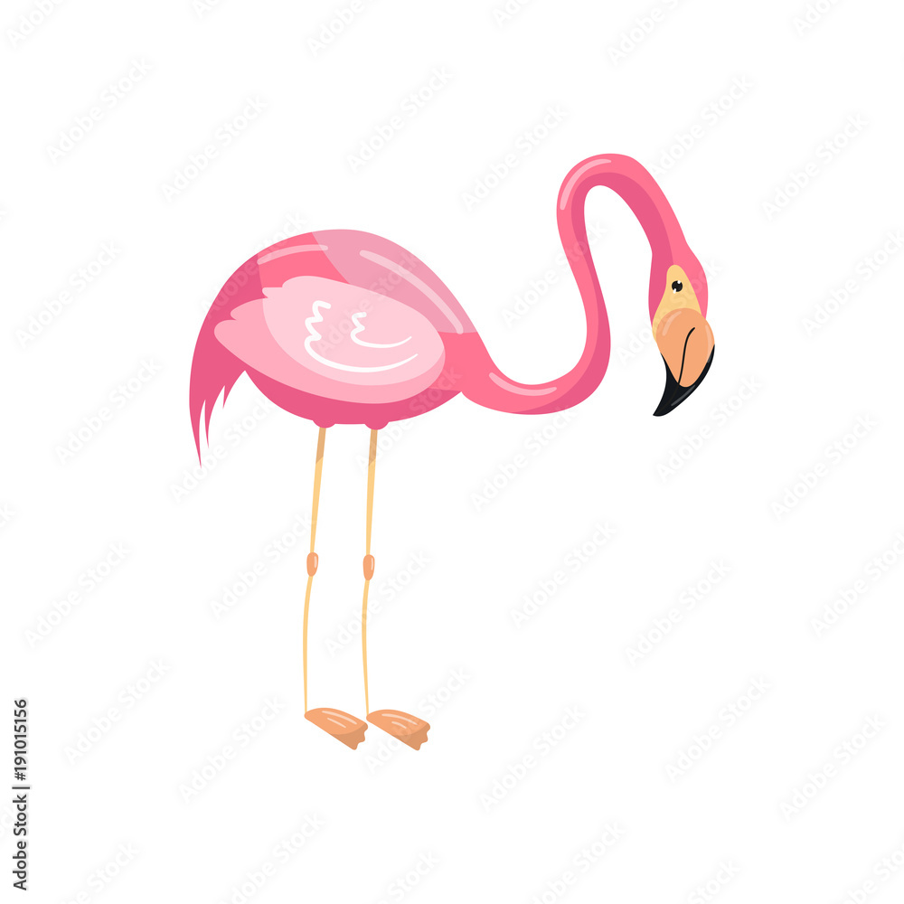Obraz premium Pink flamingo exotic bird vector Illustration