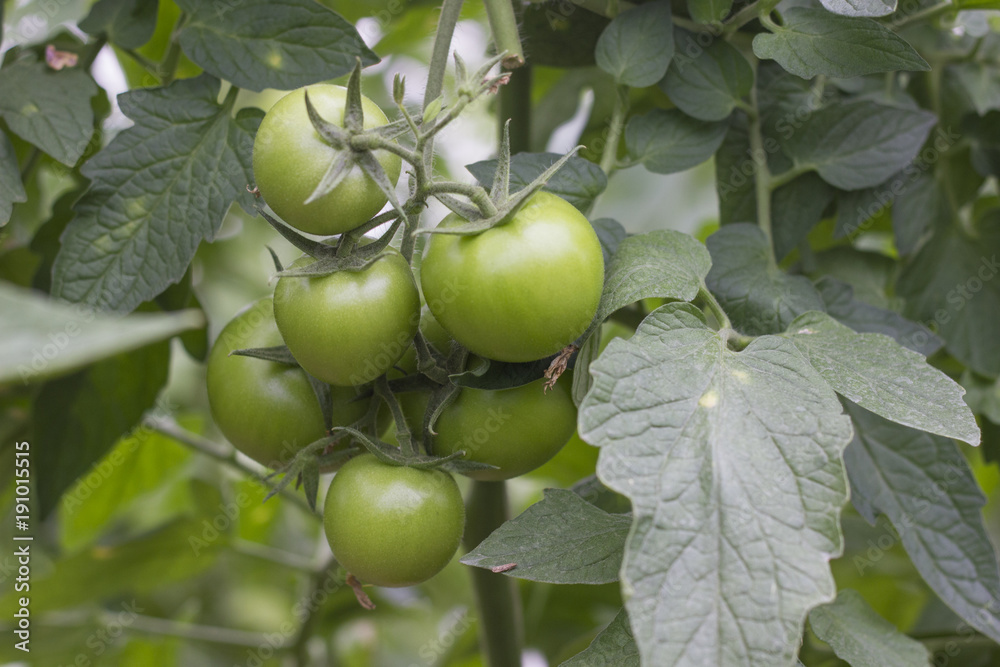 Beautiful tomatoes grown in a greenhouse. Gardening tomato photograph with copy space. Shallow depth of field