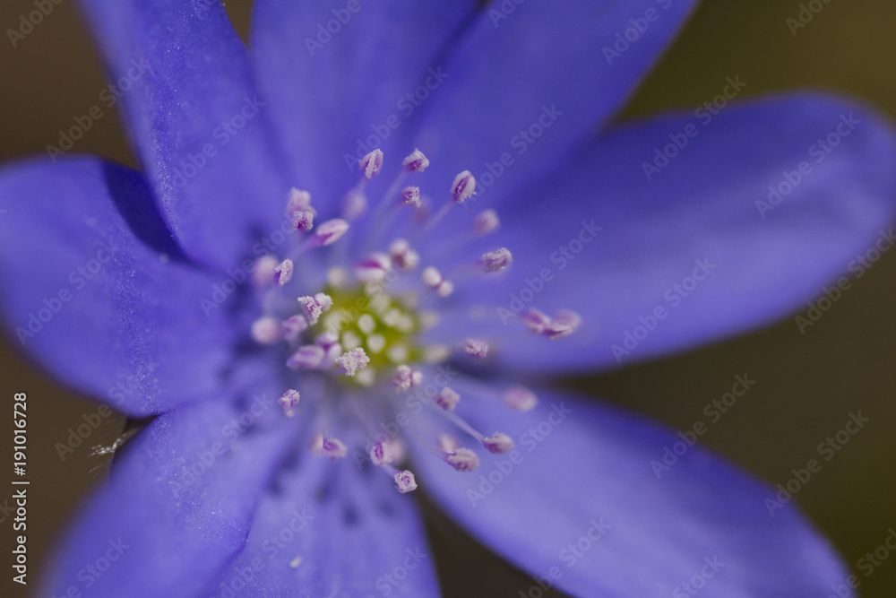 Close-up of a hepatica nobilis flower with focus on its staminas Close-up of a hepatica nobilis flower with focus on its staminas
