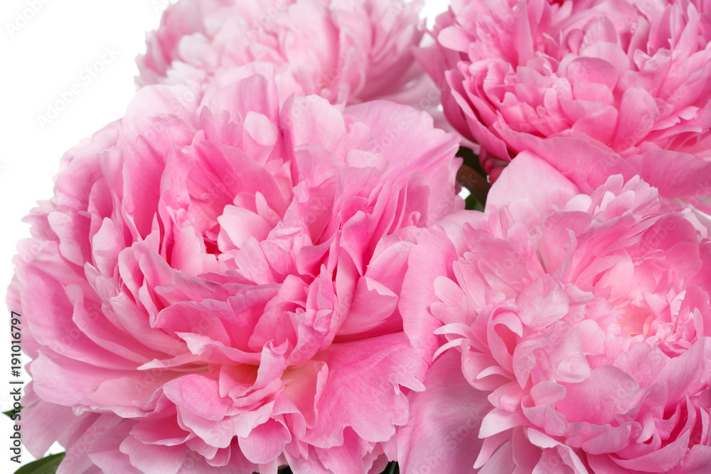 Abstract floral background of pink peonies.