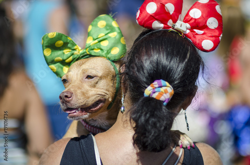 A dog wearing a polka-dot bow at a carnival party for pets in Rio de Janeiro, Brazil 