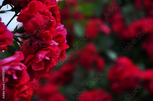 Shrub of flowering red roses 