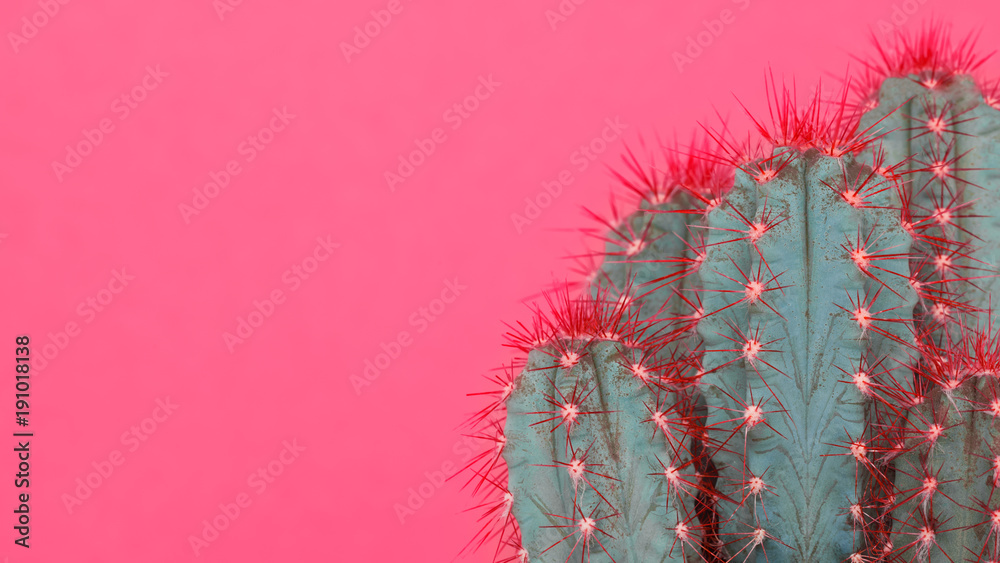 Obraz Modny pastelowy różowy kolor tła minimalne z kaktusa. Kaktusowy rośliny zakończenie up. Koncepcja stylu kaktusów mody.