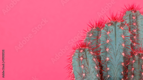 Obraz na płótnie Modny pastelowy różowy kolor tła minimalne z kaktusa. Kaktusowy rośliny zakończenie up. Koncepcja stylu kaktusów mody.