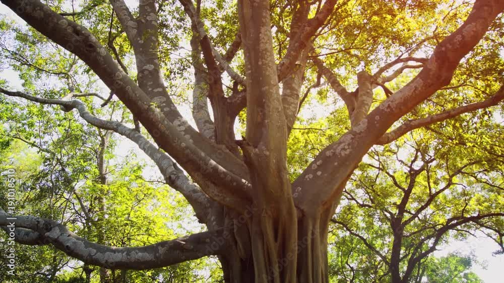 Sunshine through Leaves of Exotic Ficus Tree in Sri Lanka Sunshine through Leaves of Exotic Ficus Tree in Sri Lanka