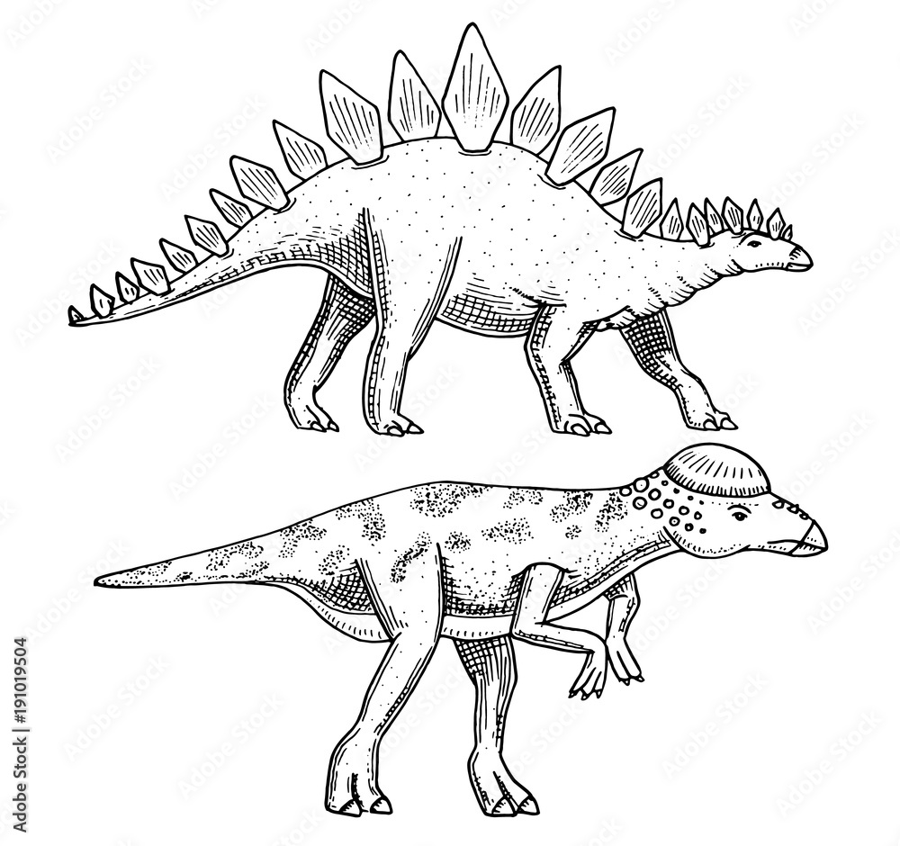 Dinosaur Stegosaurus, Pachycephalosaurus, Lexovisaurus, skeletons, fossils. Prehistoric reptiles, Animal engraved Hand drawn vector. Dinosaur Stegosaurus, Pachycephalosaurus, Lexovisaurus, skeletons, fossils. Prehistoric reptiles, Animal engraved Hand drawn vector.