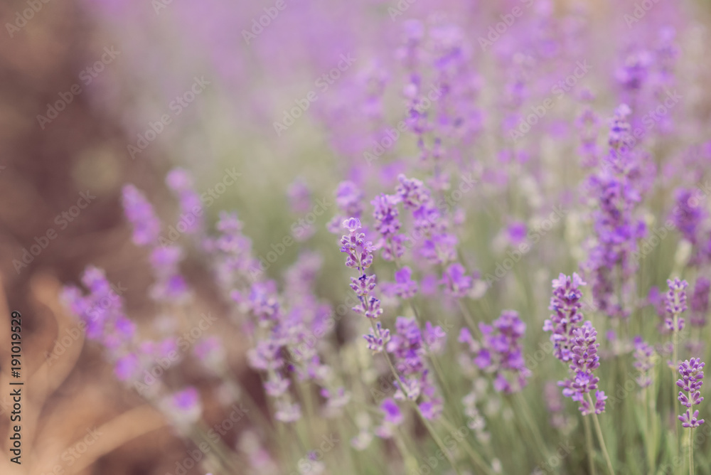 Naklejka premium Close-up of lavender kissed from the morning sun. 