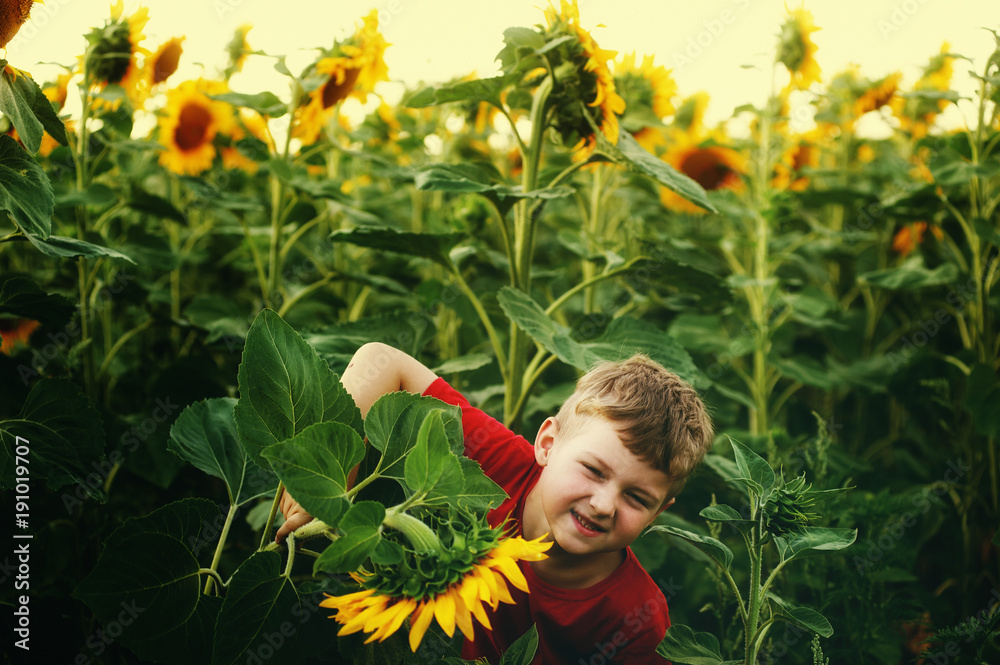 the boy in sunflowers the boy in sunflowers