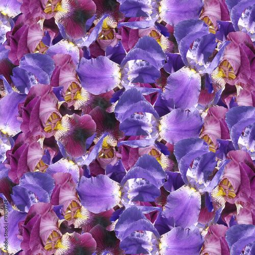 Fototapeta Naklejka Na Ścianę i Meble -  Beautiful floral background of purple and blue irises