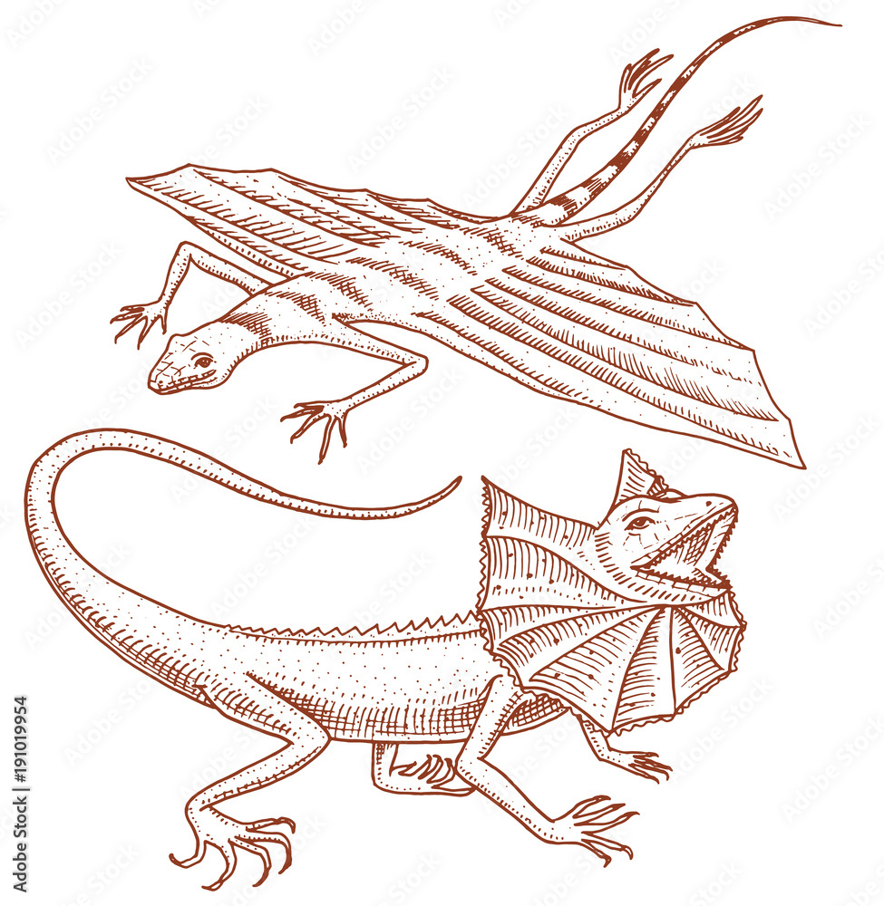 Flying lizard cheap pet