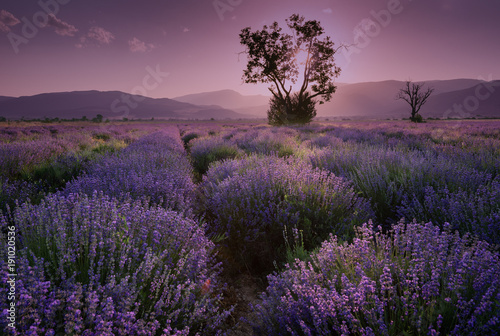 Lavender fields. Beautiful image of lavender field. Summer sunset landscape  contrasting colors. Dark clouds  dramatic sunset.