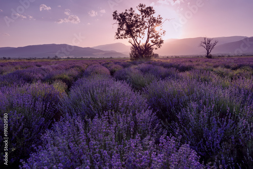 Fototapeta Naklejka Na Ścianę i Meble -  Lavender fields. Beautiful image of lavender field. Summer sunset landscape, contrasting colors. Dark clouds, dramatic sunset.