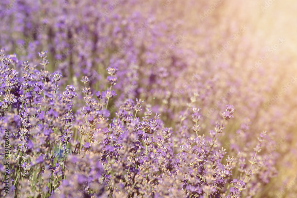 Close-up of lavender kissed from the morning sun. Close-up of lavender kissed from the morning sun.