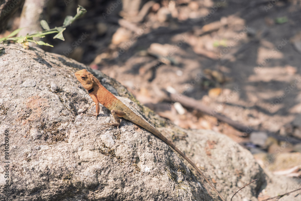 Close up.Lizard, Iguana, Gecko, Skink on stone.