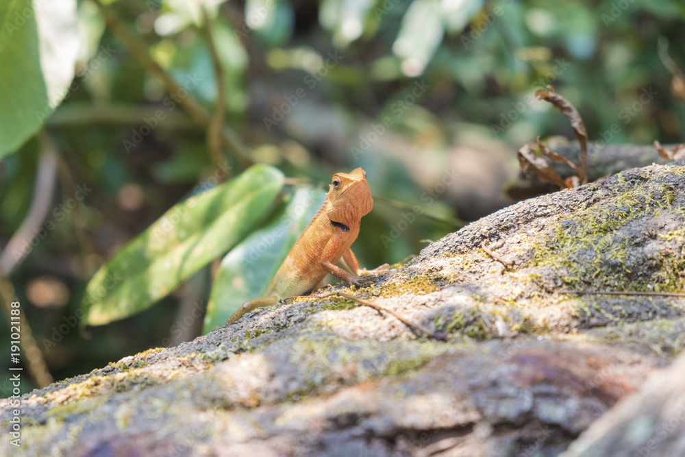 Close up.Lizard, Iguana, Gecko, Skink on blur background. Close up.Lizard, Iguana, Gecko, Skink on blur background.