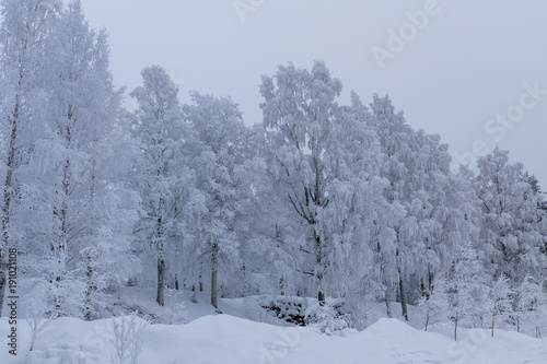 Wallpaper Mural Beautiful winter landscape with thick frost covering some birch trees Torontodigital.ca