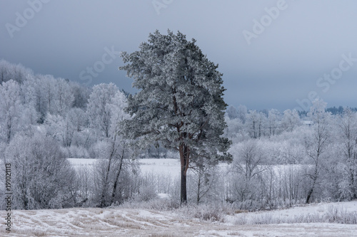 Birch forest and a single pine tree covered with frost and ice © Magnus
