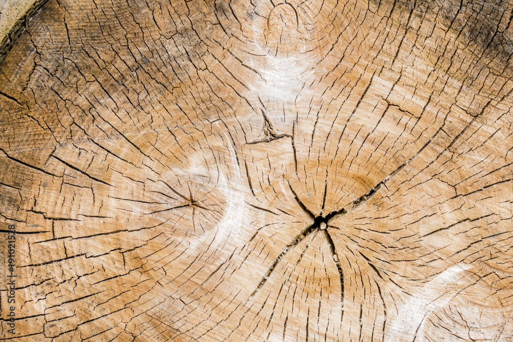 annual rings on a tree trunk