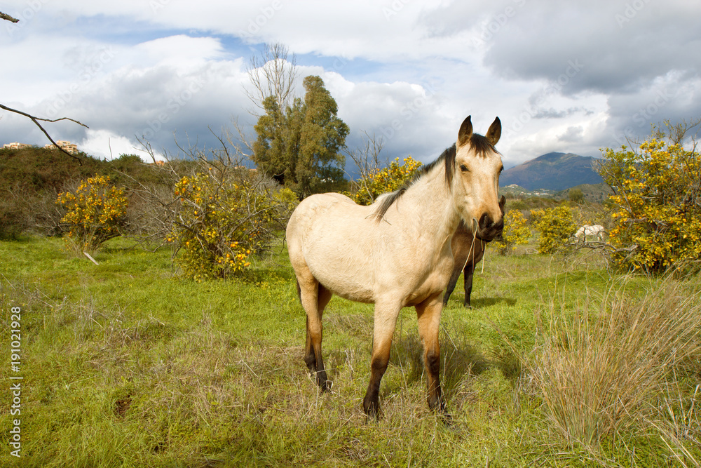 Horse in the orange orchard with mountain and thunder sky in the background Horse in the orange orchard with mountain and thunder sky in the background