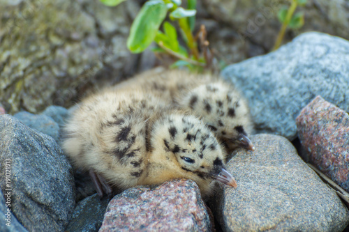 Two young Large White-headed Gull Chicks abandoned on the sea shore of the Lonna island in southern Finland